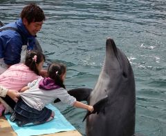 うみたま体験パーク つくみイルカ島